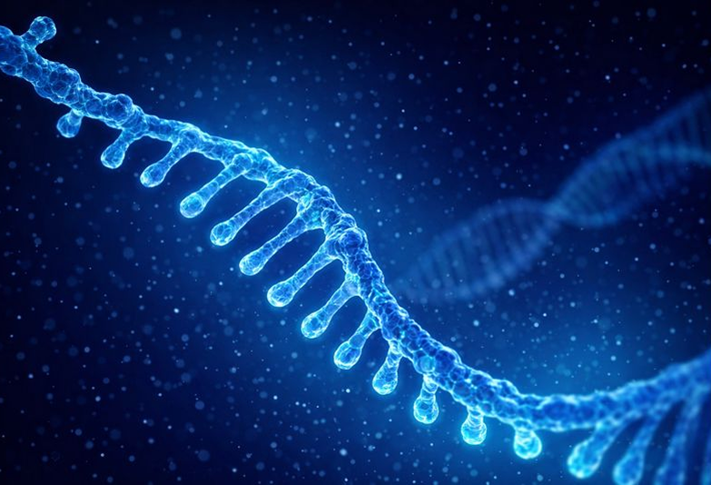 Oligonucleotide Design & Synthesis